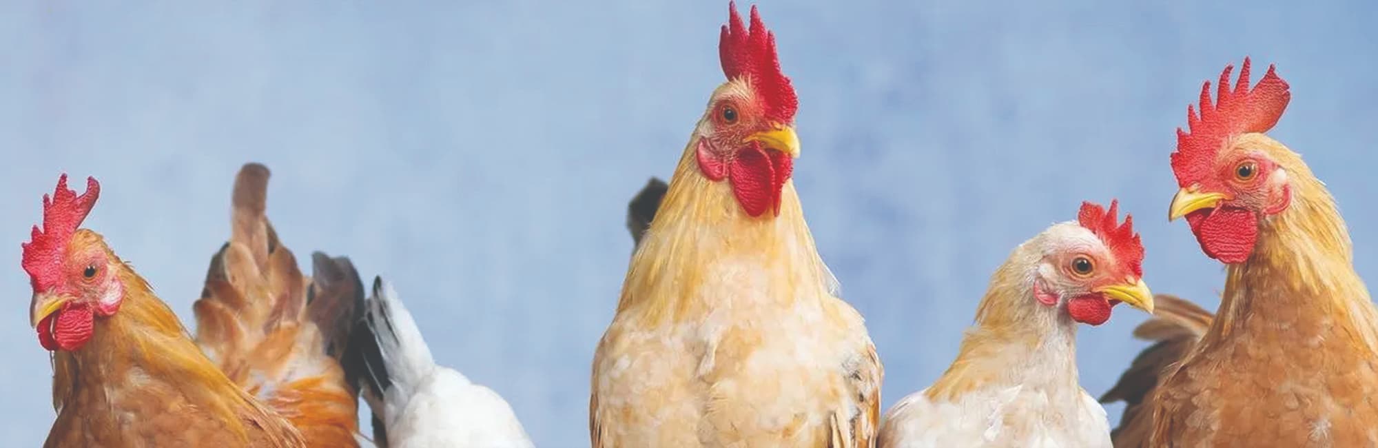 خوشه طیور خراسان جنوبی