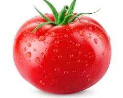 گوجه فرنگی