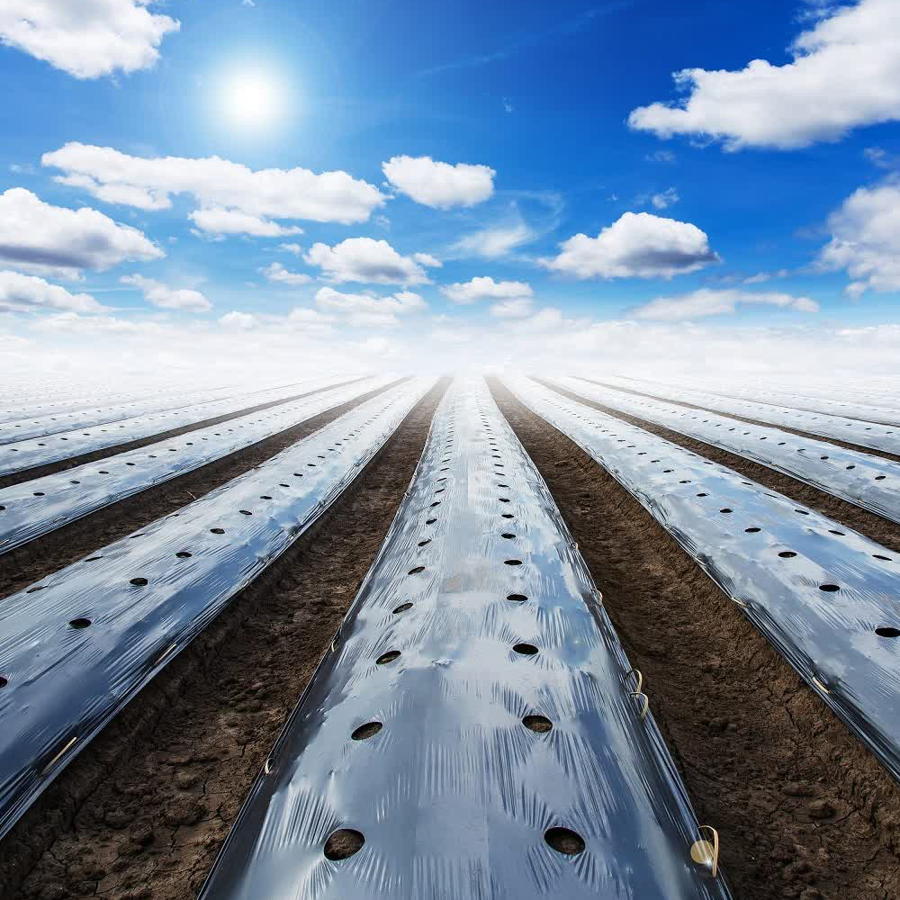 متن خود را وارد نمایید