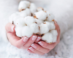 Cotton, cotton yarn and cotton textiles