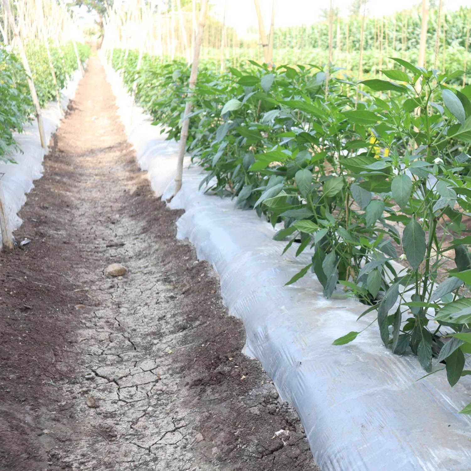 نایلون آبیاری