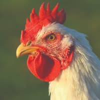 خوشه کسب و کار پرورش و فرآوری طیور سنندج