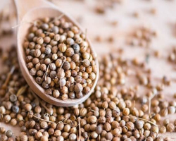  coriander seeds