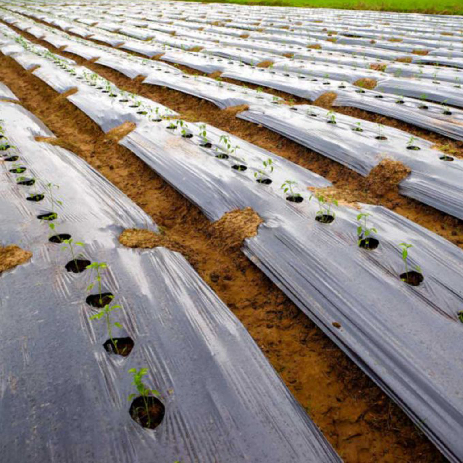 نایلون کشاورزی