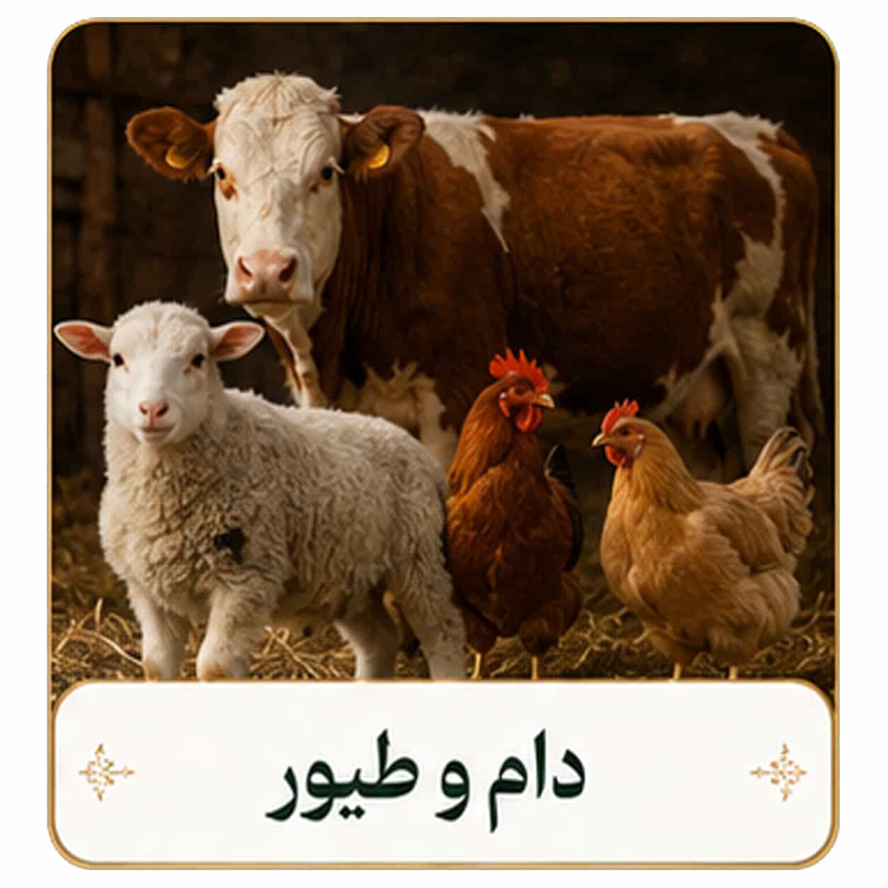 دام طیور