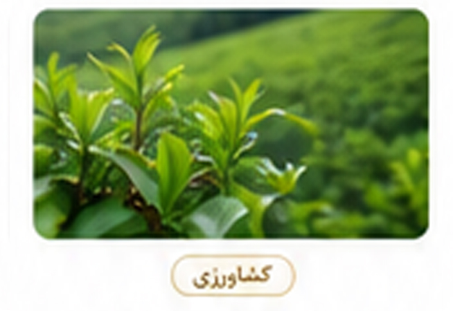 تعاونی چاییکاران سبز گیلان 