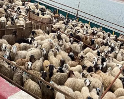 live livestock